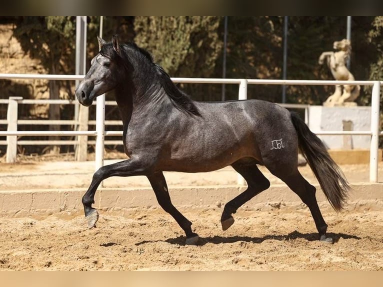 PRE Caballo castrado 4 años 168 cm Tordo in Poeldijk