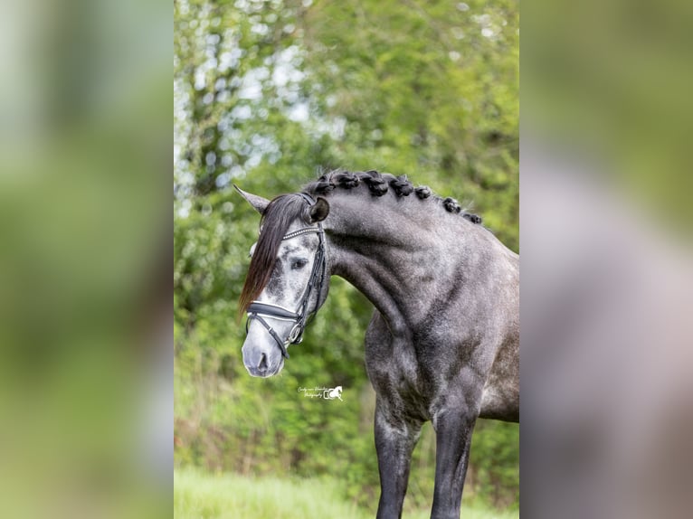PRE Caballo castrado 4 años 169 cm Tordo in Hoogeloon