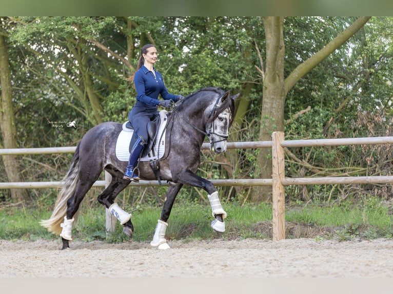 PRE Caballo castrado 4 años 169 cm Tordo in Hoogeloon