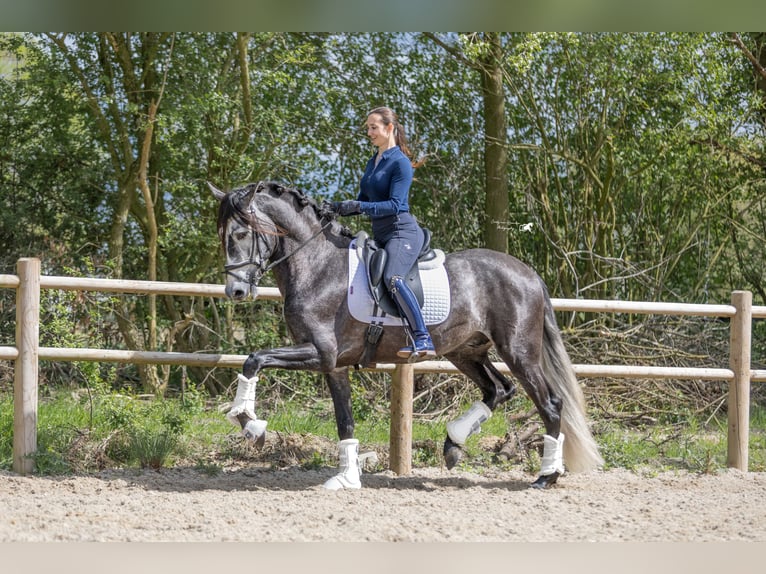 PRE Caballo castrado 4 años 169 cm Tordo in Hoogeloon