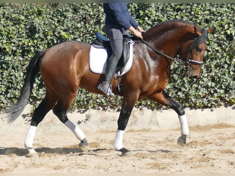 PRE Caballo castrado 4 años 170 cm Castaño rojizo in Barcelona