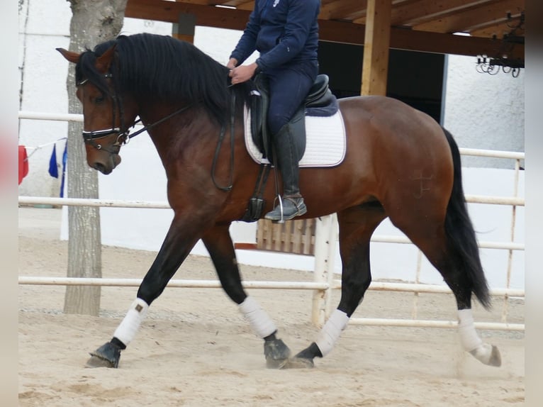 PRE Caballo castrado 4 años 170 cm Castaño rojizo in Barcelona