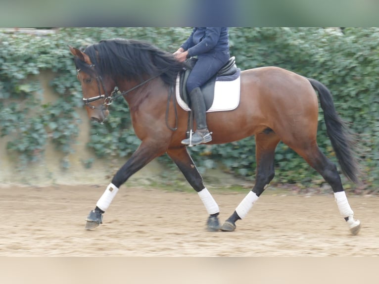 PRE Caballo castrado 4 años 170 cm Castaño rojizo in Barcelona