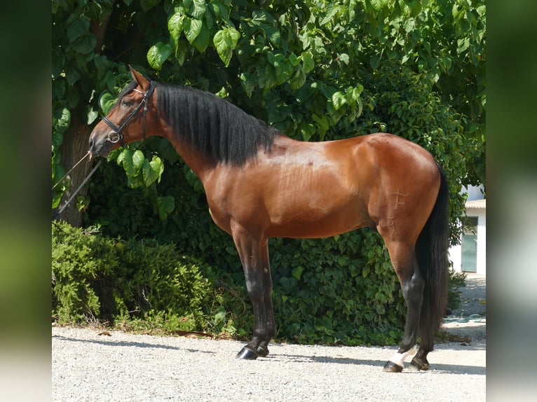 PRE Caballo castrado 4 años 170 cm Castaño rojizo in Barcelona
