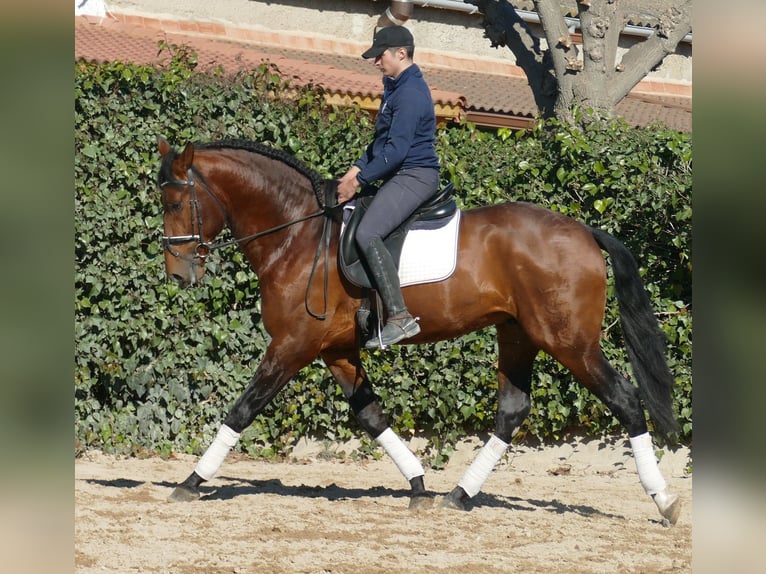 PRE Caballo castrado 4 años 170 cm Castaño rojizo in Barcelona