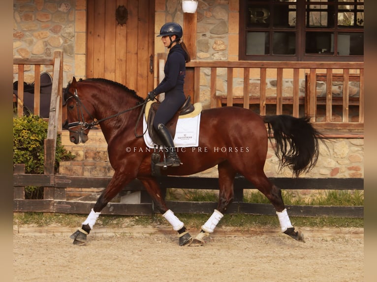 PRE Caballo castrado 4 años 170 cm Castaño rojizo in Santa Perpetua de Mogoda