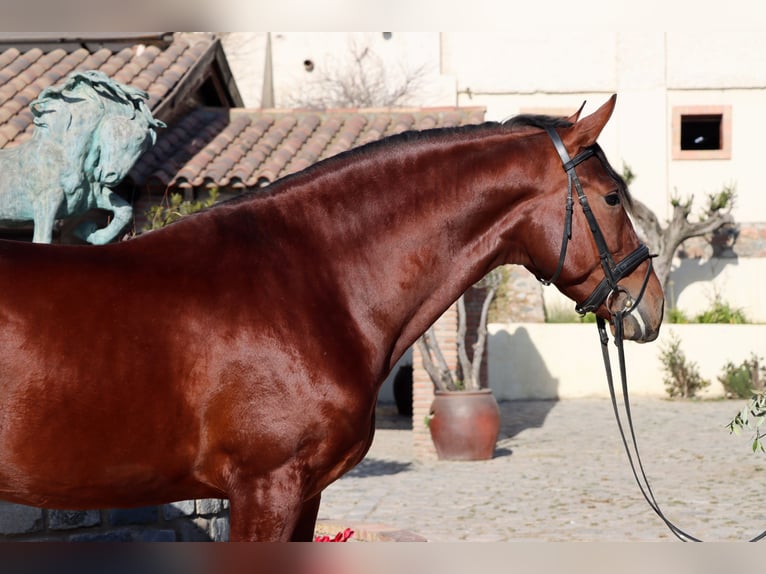 PRE Caballo castrado 4 años 170 cm Castaño rojizo in Santa Perpetua de Mogoda