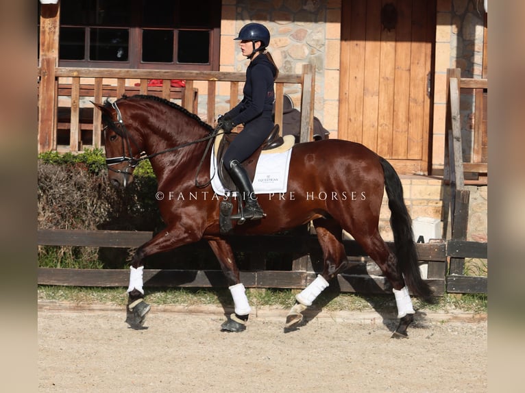 PRE Caballo castrado 4 años 170 cm Castaño rojizo in Santa Perpetua de Mogoda