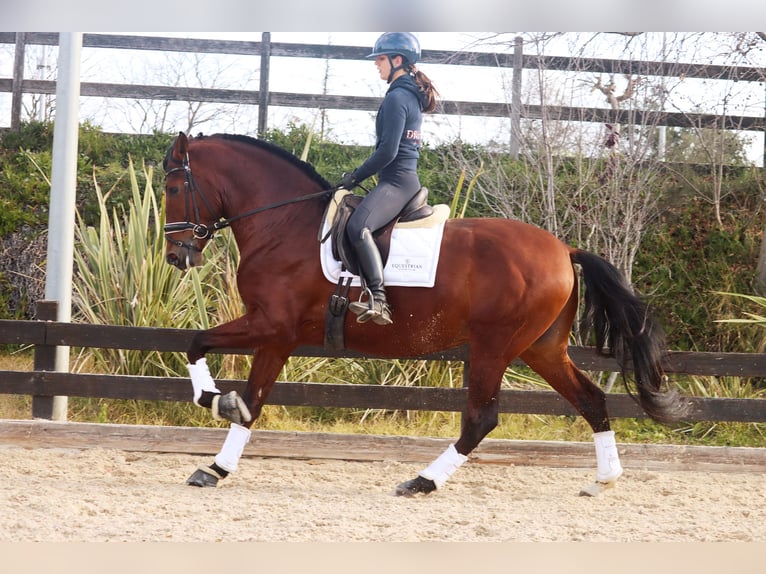 PRE Caballo castrado 4 años 170 cm Castaño rojizo in Santa Perpetua de Mogoda