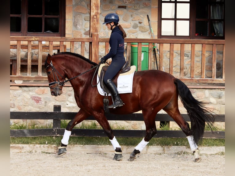 PRE Caballo castrado 4 años 170 cm Castaño rojizo in Santa Perpetua de Mogoda