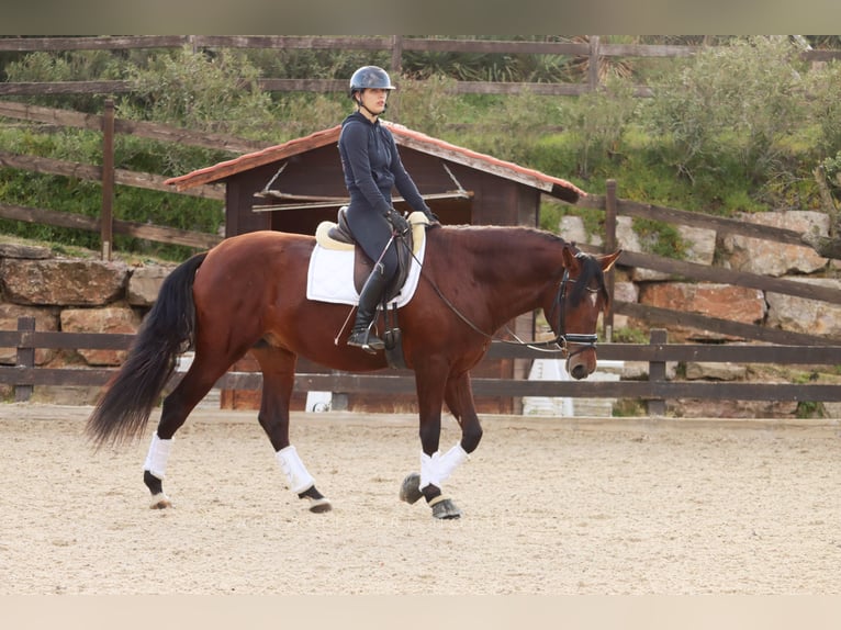 PRE Caballo castrado 4 años 170 cm Castaño rojizo in Santa Perpetua de Mogoda