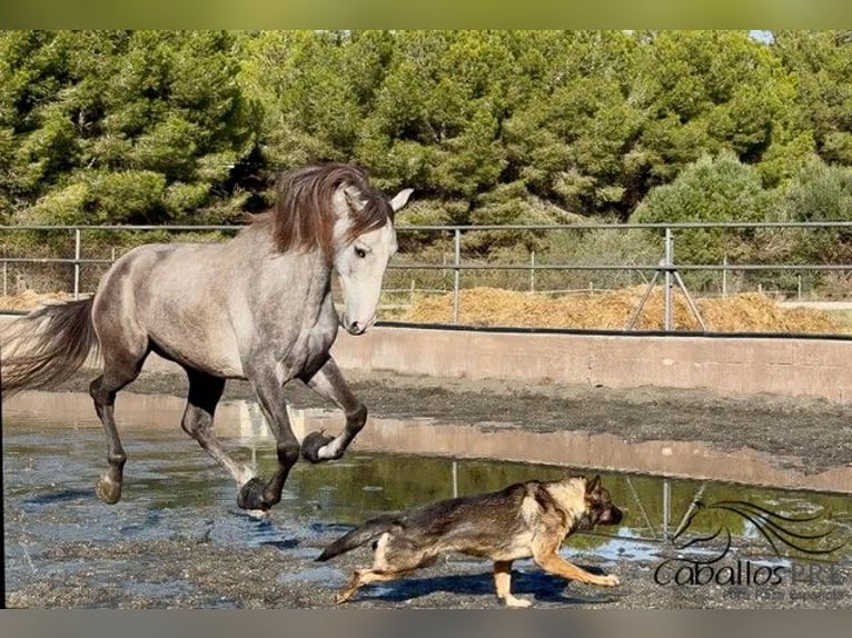 PRE Caballo castrado 4 años 170 cm Tordo in Barcelona