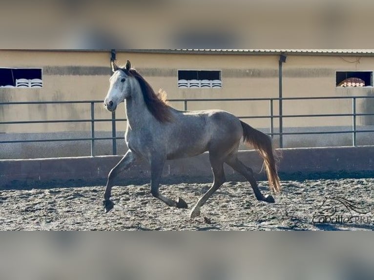 PRE Caballo castrado 4 años 170 cm Tordo in Barcelona