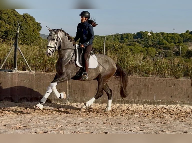 PRE Mestizo Caballo castrado 4 años 170 cm Tordo in Santa Perpetua de Mogoda