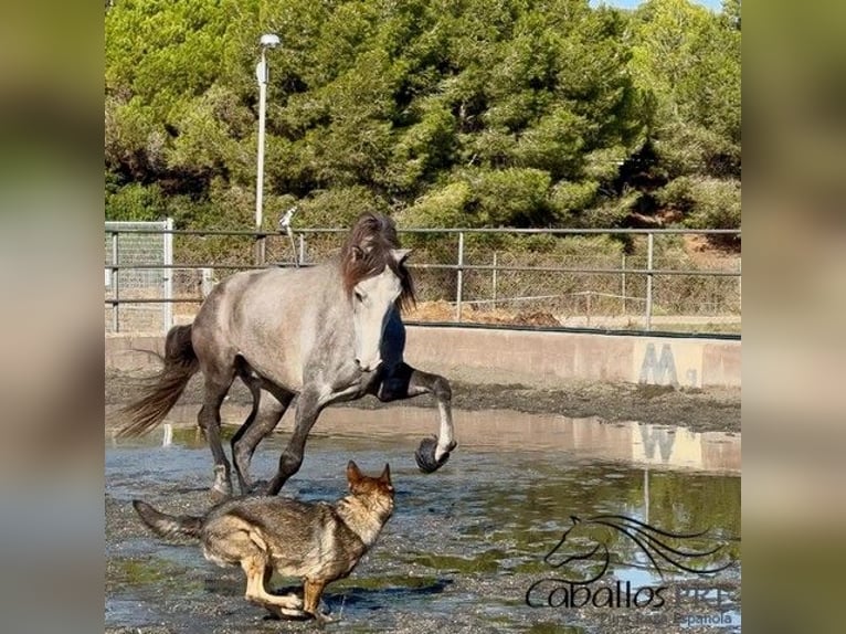 PRE Mestizo Caballo castrado 4 años 170 cm Tordo in Barcelona