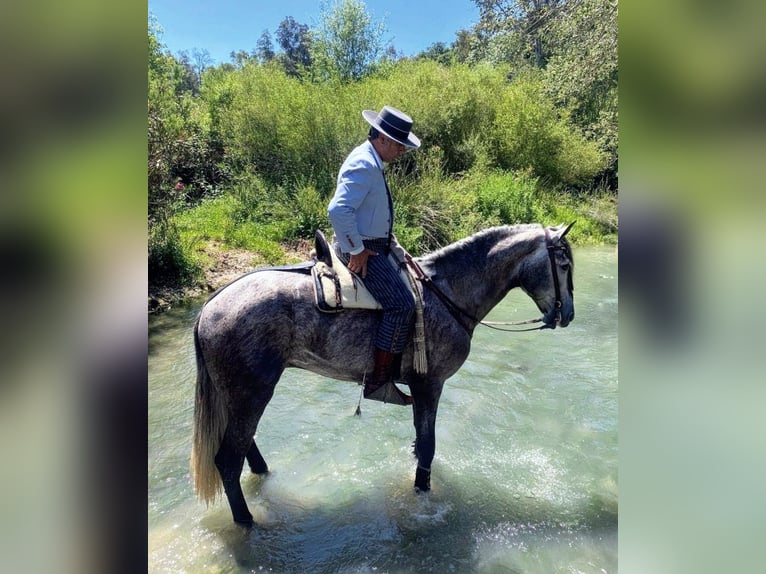 PRE Mestizo Caballo castrado 4 años 170 cm Tordo rodado in Sevilla