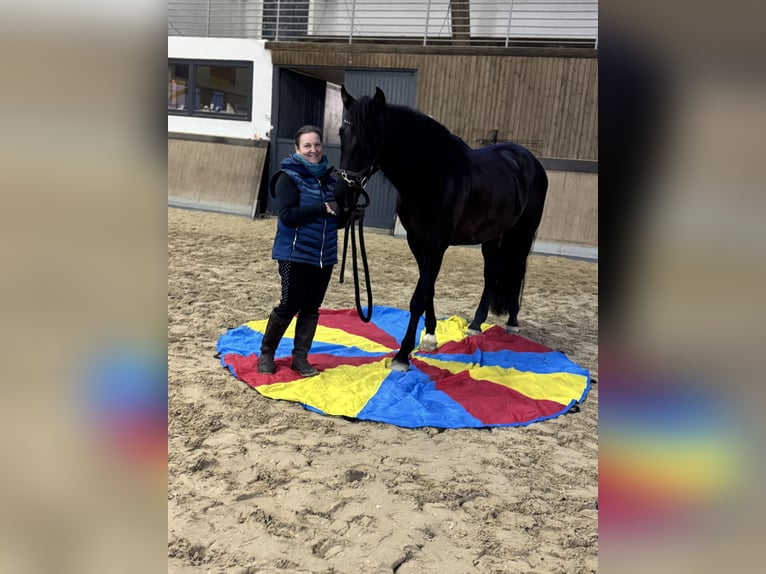 PRE Mestizo Caballo castrado 4 años 171 cm Negro in Warendorf