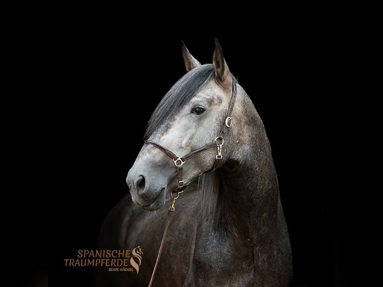 PRE Mestizo Caballo castrado 4 años 172 cm Tordo in Traventhal