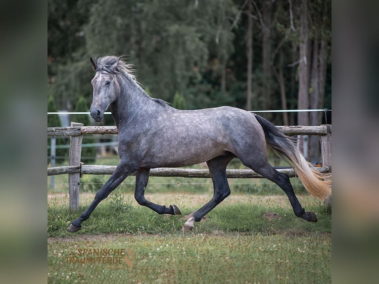 PRE Mestizo Caballo castrado 4 años 172 cm Tordo in Traventhal