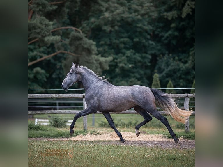 PRE Mestizo Caballo castrado 4 años 172 cm Tordo in Traventhal