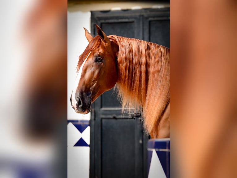 PRE Caballo castrado 4 años 174 cm Alazán in Sant Miquel D'Olerdola (Olerdola)