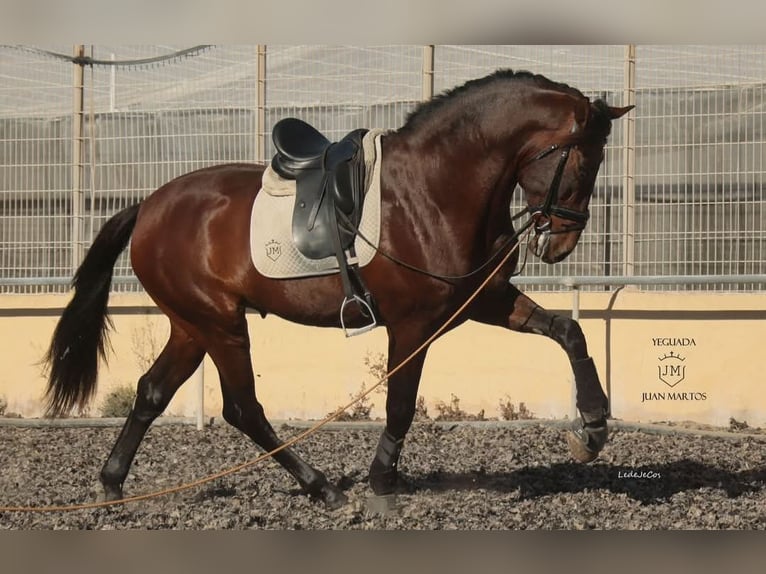 PRE Caballo castrado 4 años 174 cm Castaño in Küssaberg