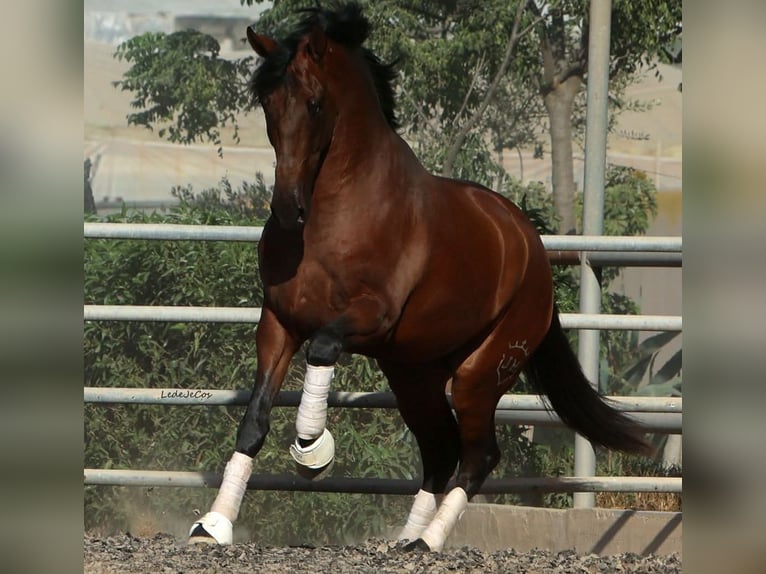 PRE Caballo castrado 4 años 174 cm Castaño in Küssaberg