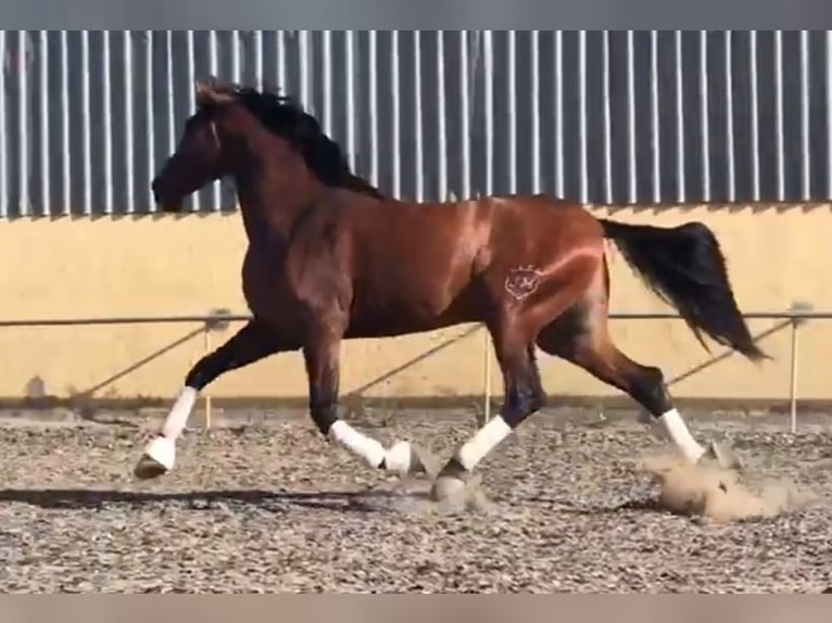 PRE Caballo castrado 4 años 174 cm Castaño in Niederzier