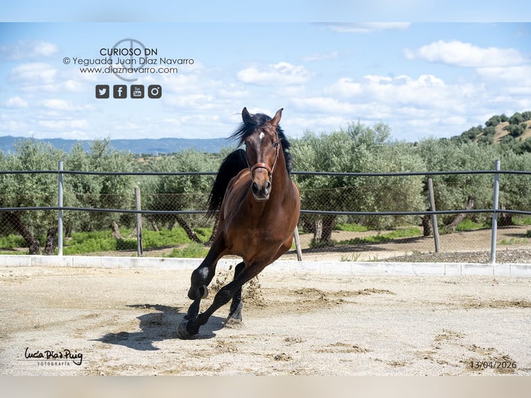 PRE Caballo castrado 4 años 180 cm Castaño in Arjona