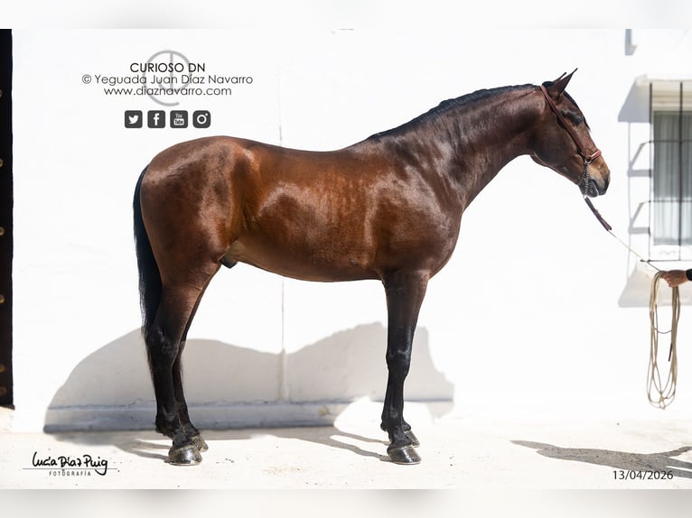 PRE Caballo castrado 4 años 180 cm Castaño in Arjona