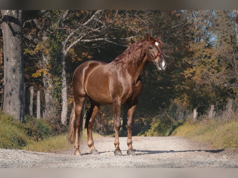 PRE Mestizo Caballo castrado 4 años Alazán in Betchat