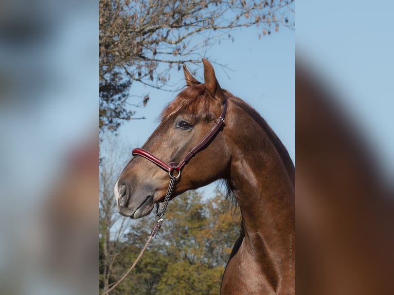 PRE Mestizo Caballo castrado 4 años Alazán in Betchat