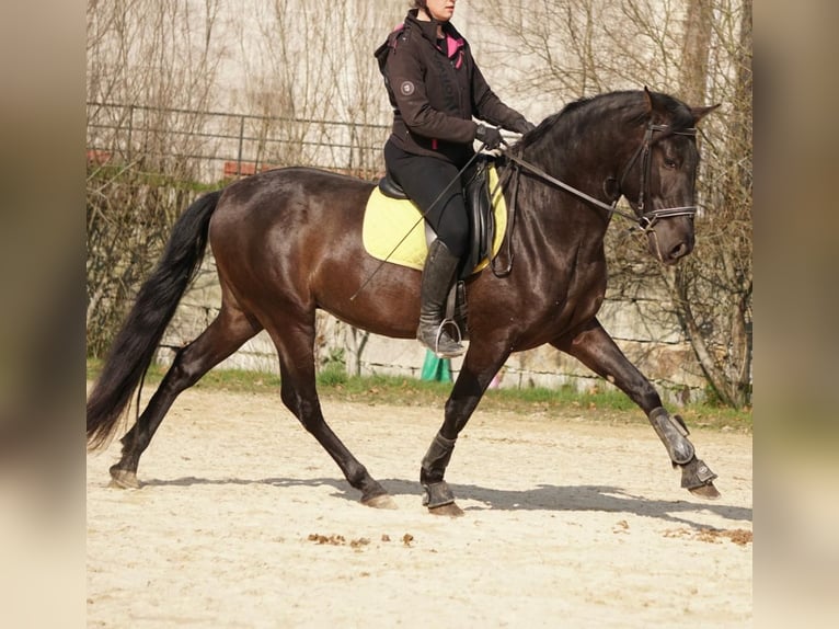 PRE Caballo castrado 4 años in Ourense