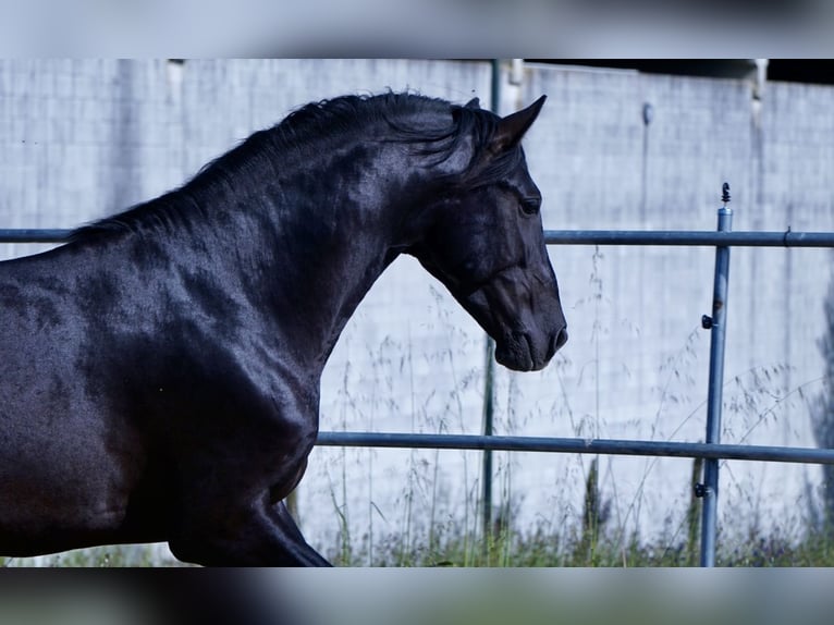 PRE Caballo castrado 4 años in Ourense