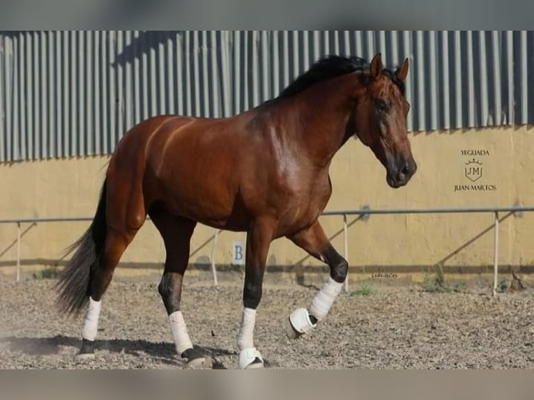 PRE Mestizo Caballo castrado 4 años Castaño in Las Norias de Daza