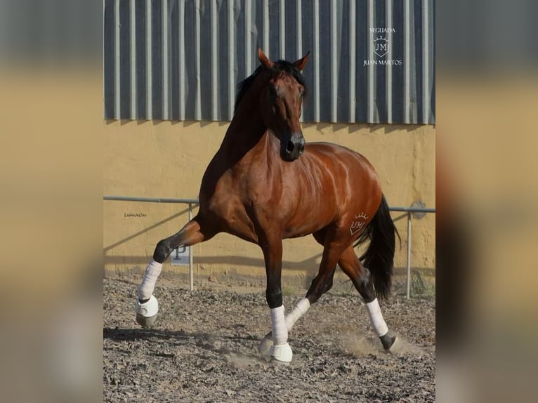 PRE Mestizo Caballo castrado 4 años Castaño in Las Norias de Daza