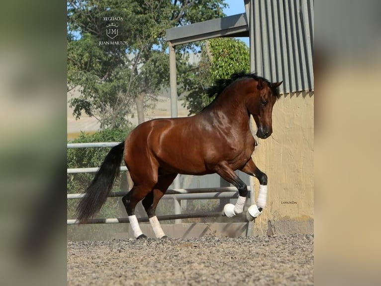 PRE Mestizo Caballo castrado 4 años Castaño in Las Norias de Daza