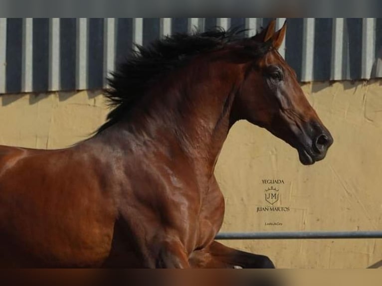 PRE Mestizo Caballo castrado 4 años Castaño in Las Norias de Daza