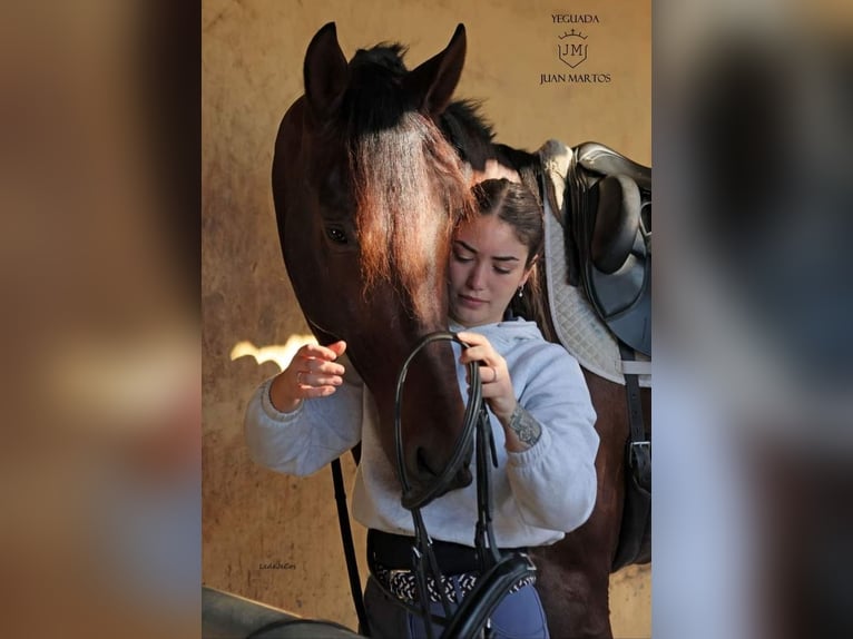 PRE Mestizo Caballo castrado 4 años Castaño in Las Norias de Daza