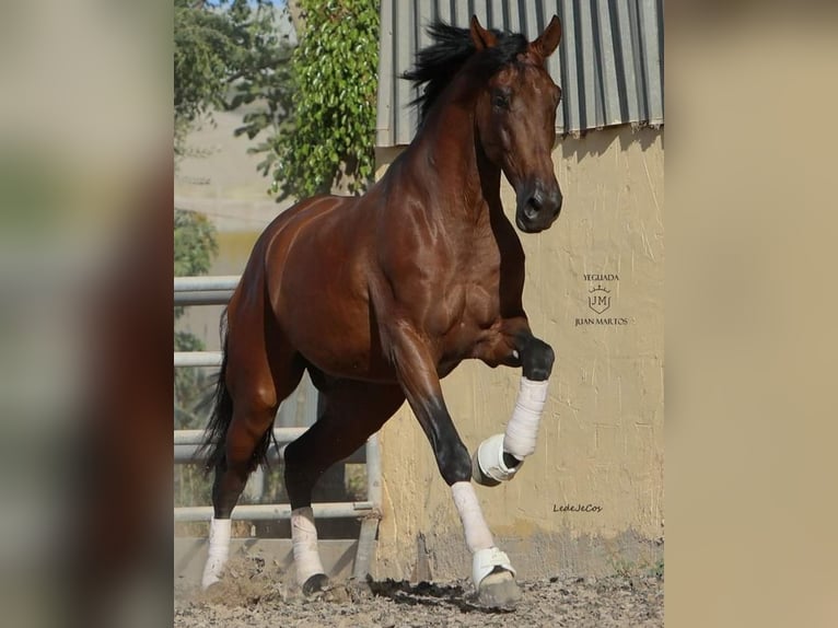 PRE Mestizo Caballo castrado 4 años Castaño in Las Norias de Daza