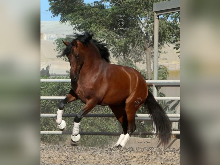 PRE Mestizo Caballo castrado 4 años Castaño in Las Norias de Daza