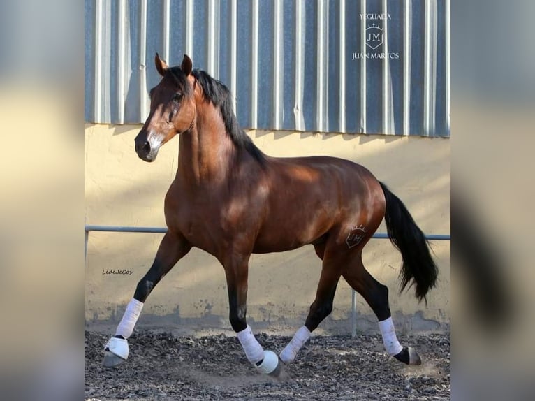 PRE Mestizo Caballo castrado 4 años Castaño in Las Norias de Daza