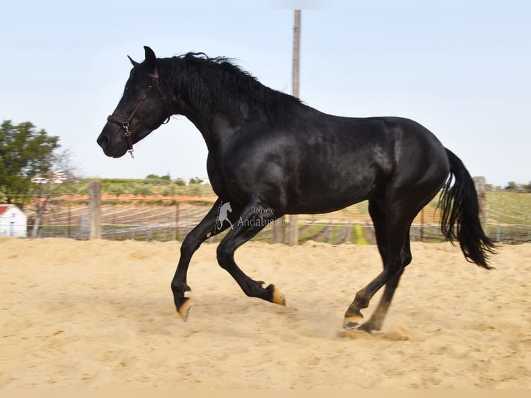 PRE Caballo castrado 4 años Negro in Provinz Cordoba