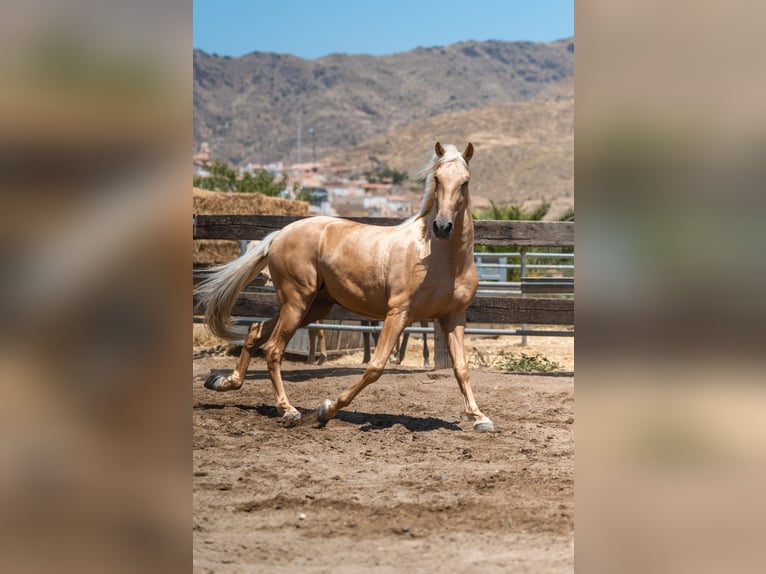 PRE Mestizo Caballo castrado 4 años Palomino in Almeria