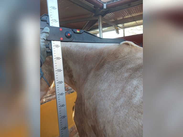 PRE Mestizo Caballo castrado 4 años Palomino in Almeria