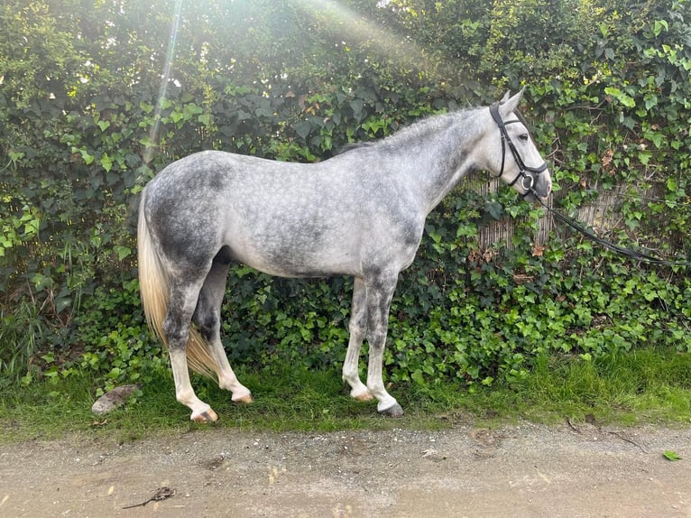 PRE Mestizo Caballo castrado 4 años Tordo ruano in Los Palacios Y Villafranca