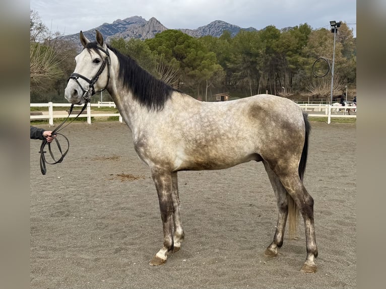 PRE Mestizo Caballo castrado 5 años 150 cm Tordo in Sant Miquel D&#39;Olerdola (Olerdola)