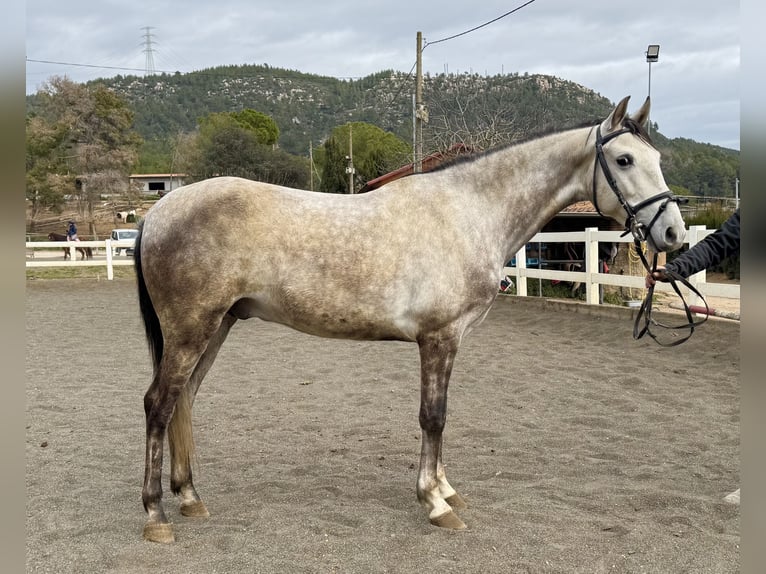 PRE Mestizo Caballo castrado 5 años 150 cm Tordo in Sant Miquel D&#39;Olerdola (Olerdola)