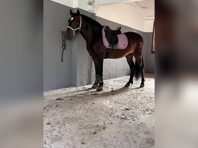 PRE Caballo castrado 5 años 153 cm Castaño oscuro in Torrent