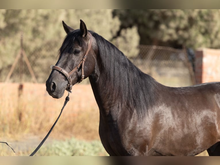 PRE Mestizo Caballo castrado 5 años 153 cm Negro in Speyer